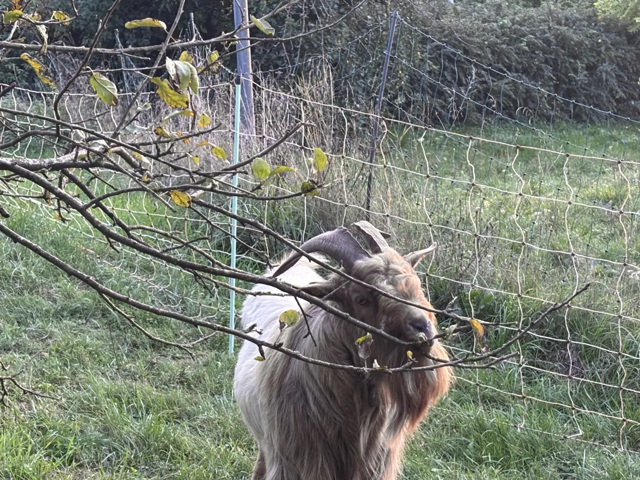 Zweige statt Rasen: Gehölzpflege ohne Freischneider
