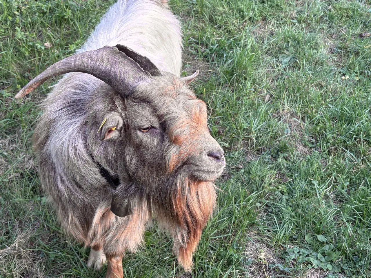 Unser Bock - Zwergziege mit stattlichen Hörnern